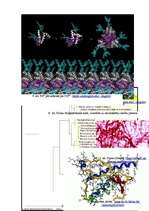 Referāts 'Prionu slimības', 17.