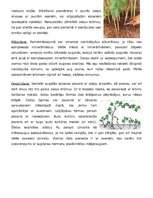 Referāts 'Kazenes', 2.