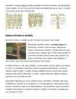 Referāts 'Kazenes', 3.