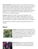 Referāts 'Kazenes', 4.