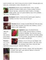 Referāts 'Kazenes', 5.