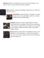 Referāts 'Kazenes', 6.