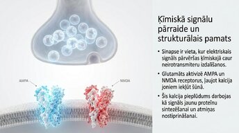 Prezentācija 'Kādēļ studenti aizmirst pēc eksāmeniem?', 6.