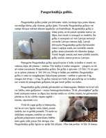 Konspekts 'Paugurknābja gulbis', 2.