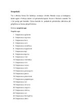 Konspekts 'Koki', 4.