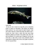 Konspekts 'Store', 1.