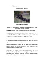 Referāts 'Latviešu jaunieši kā tūrisma segments: ceļošanas ieradumi un vēlmes', 16.