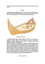 Referāts 'Vikingi', 3.