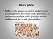 Prezentācija 'Pērles', 2.