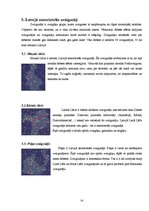 Referāts 'Intereses veidošana par zvaigžņu un zvaigznāju vērojumiem jauniešiem Madonā', 14.
