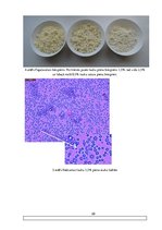 Referāts 'Piens kā biezpiena izejviela', 28.