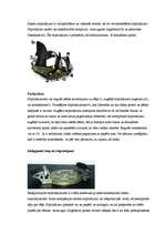 Referāts 'Ziemas sporta veidi', 6.