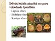 Prezentācija 'Sēnes, prečziniskais raksturojums', 4.