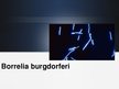 Prezentācija 'Baktērija Borrelia burgdorferi', 1.