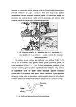 Referāts 'Saldējuma ražošanas un pārstrādes tehnoloģija', 10.