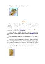 Konspekts 'Pūšaminstrumenti (metāla)', 4.