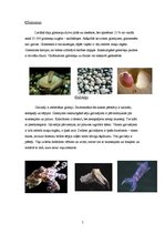 Referāts 'Gliemji', 5.