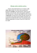 Referāts 'Gliemji', 6.
