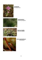 Referāts 'Dabas liegums "Ječu purvs"', 29.