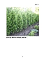 Referāts 'Degradētas teritorijas revitalizācijas projekts Rēzeknes pilsētas Ziemeļu rajonā', 21.