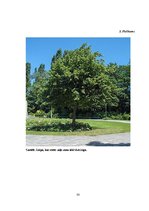 Referāts 'Degradētas teritorijas revitalizācijas projekts Rēzeknes pilsētas Ziemeļu rajonā', 22.