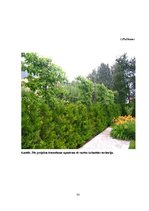 Referāts 'Degradētas teritorijas revitalizācijas projekts Rēzeknes pilsētas Ziemeļu rajonā', 23.