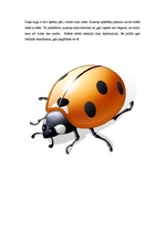 Konspekts 'Tekstu kopa par tēmu "Kukaiņi" 4.klasei', 3.