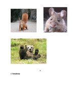 Prezentācija 'Logopēdijas darbs', 8.