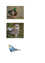 Prezentācija 'Logopēdijas darbs', 10.