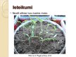 Prezentācija 'Laistāmā sastāva ietekme uz tomātu augšanu', 14.