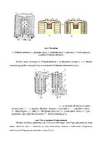 Konspekts 'Eļļošanas sistēma', 6.