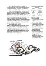 Konspekts 'Austeres', 1.