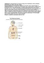 Konspekts 'Iekšējās sekrēcijas dziedzeri', 5.