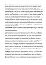 Konspekts 'Report on Raccoon', 1.