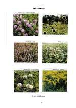 Referāts 'Medus mūsu veselībai', 31.