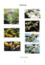 Referāts 'Medus mūsu veselībai', 32.