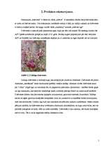 Referāts 'Nozares apraksts. Netradicionālā lauksaimniecība - dzērveņu audzēšana', 5.