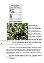 Referāts 'Nozares apraksts. Netradicionālā lauksaimniecība - dzērveņu audzēšana', 6.