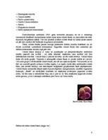 Referāts 'Cilmes šūnas', 6.