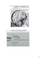 Referāts 'Cilmes šūnas', 9.