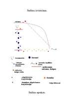 Konspekts 'Stafete', 3.