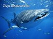 Prezentācija 'Zivis', 21.