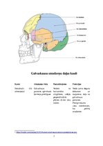 Referāts 'Galvaskauss', 7.
