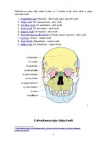 Referāts 'Galvaskauss', 9.