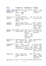 Referāts 'Galvaskauss', 10.