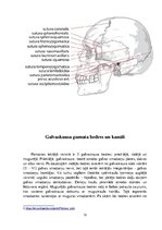 Referāts 'Galvaskauss', 12.