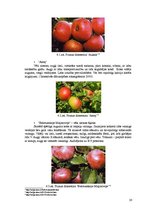 Biznesa plāns 'Komerciāla intensīva tipa augļu - ogu dārza projekts', 20.