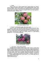 Biznesa plāns 'Komerciāla intensīva tipa augļu - ogu dārza projekts', 21.