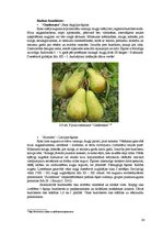 Biznesa plāns 'Komerciāla intensīva tipa augļu - ogu dārza projekts', 24.