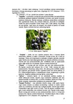 Biznesa plāns 'Komerciāla intensīva tipa augļu - ogu dārza projekts', 27.